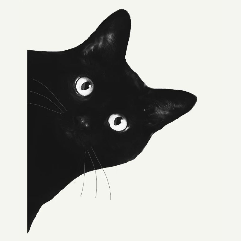 Katze