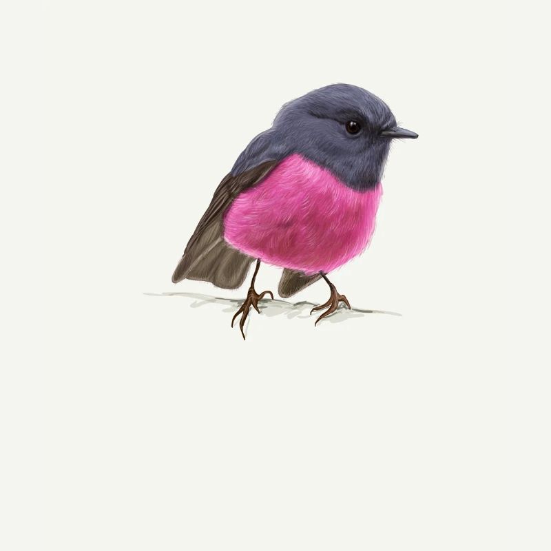 cool bird pink robin gift idea