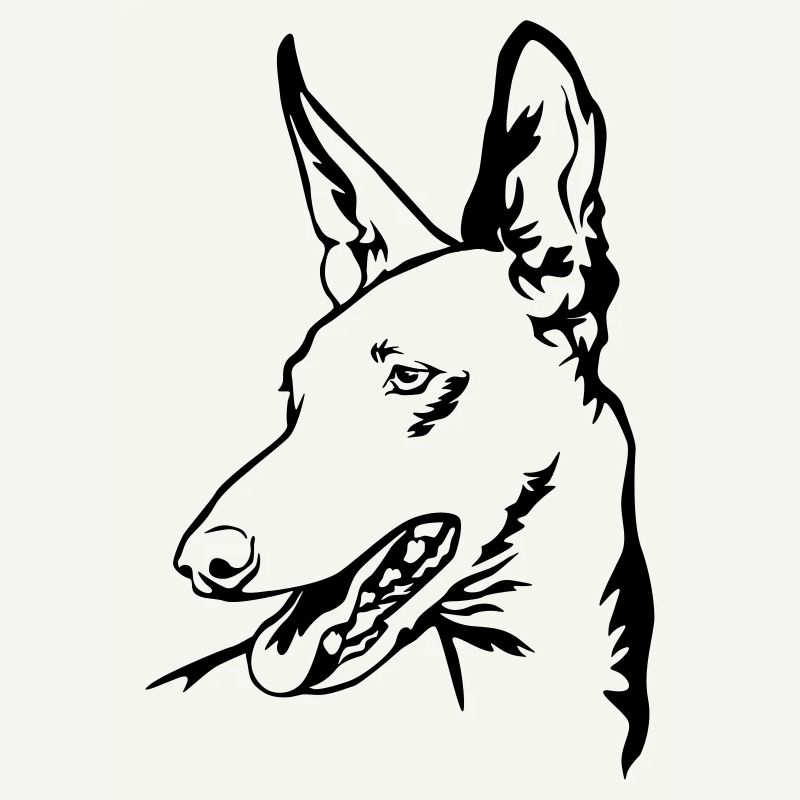 Podenco Kopf