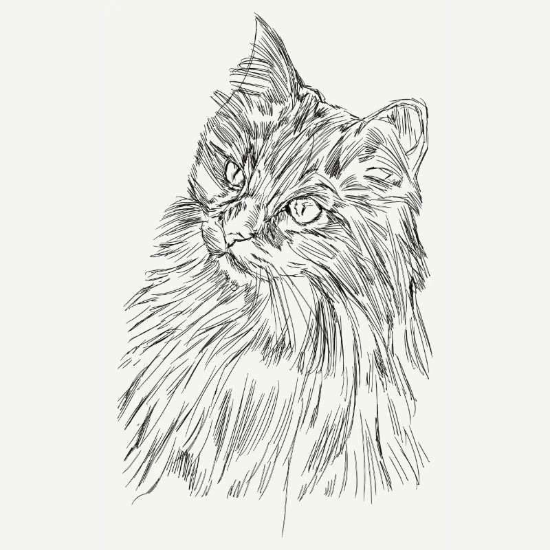 Visage de chat doux