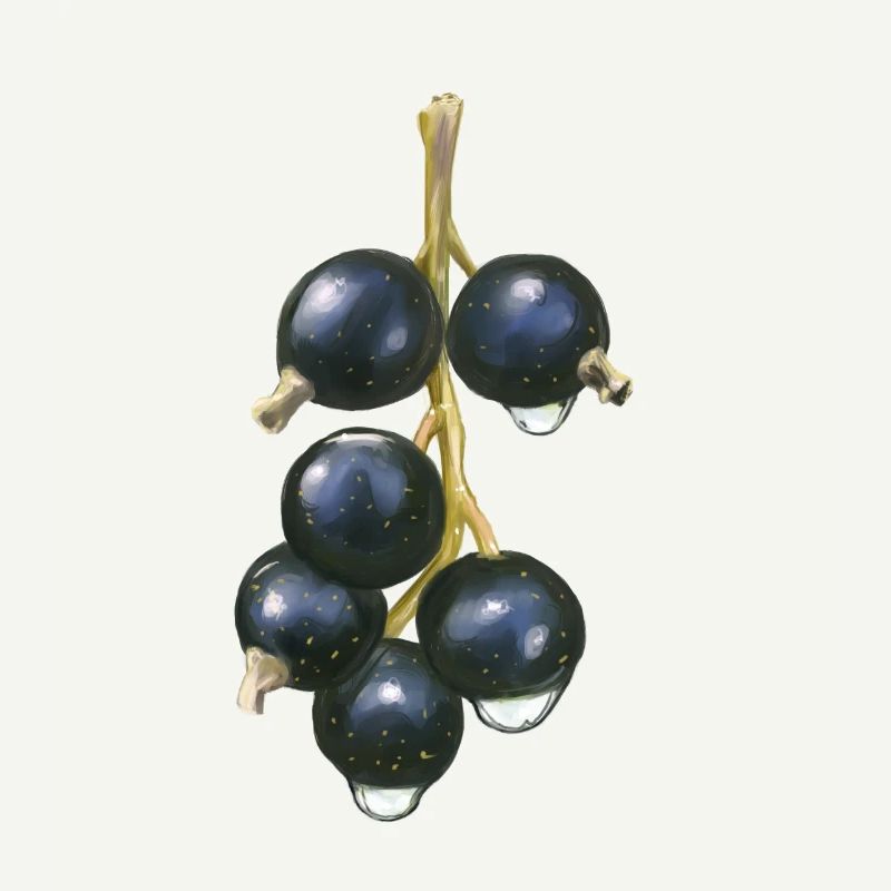 Vie de cassis