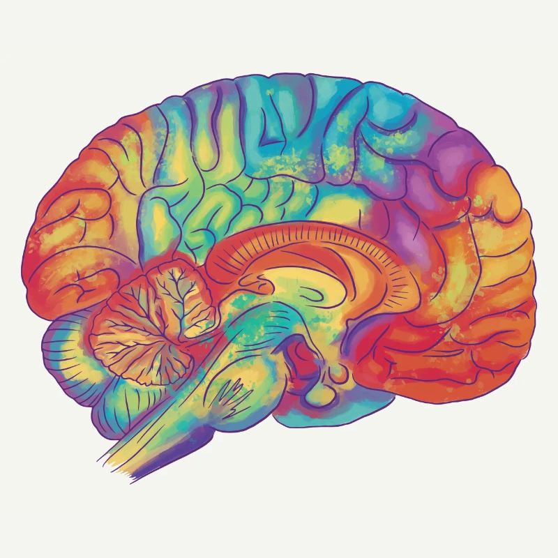Brain