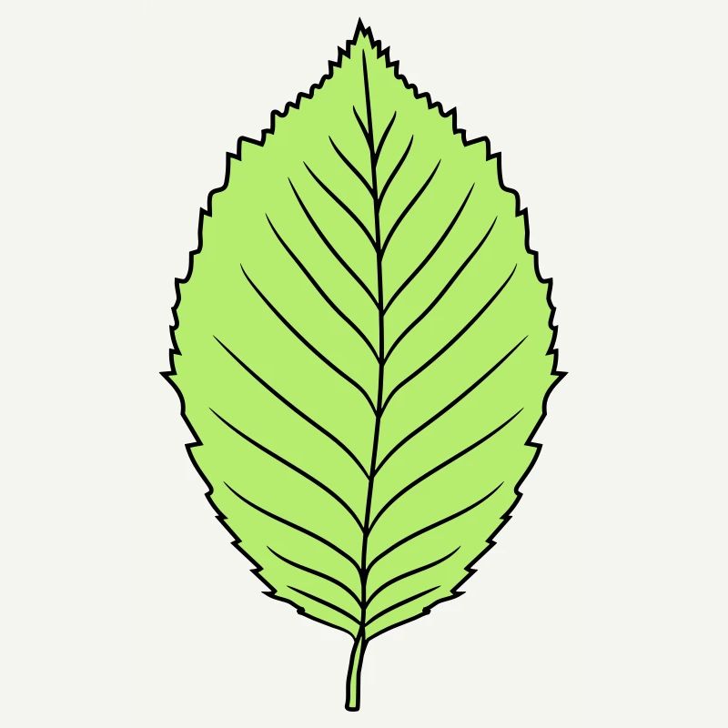 beech leaf tree plant shape clip art design forest