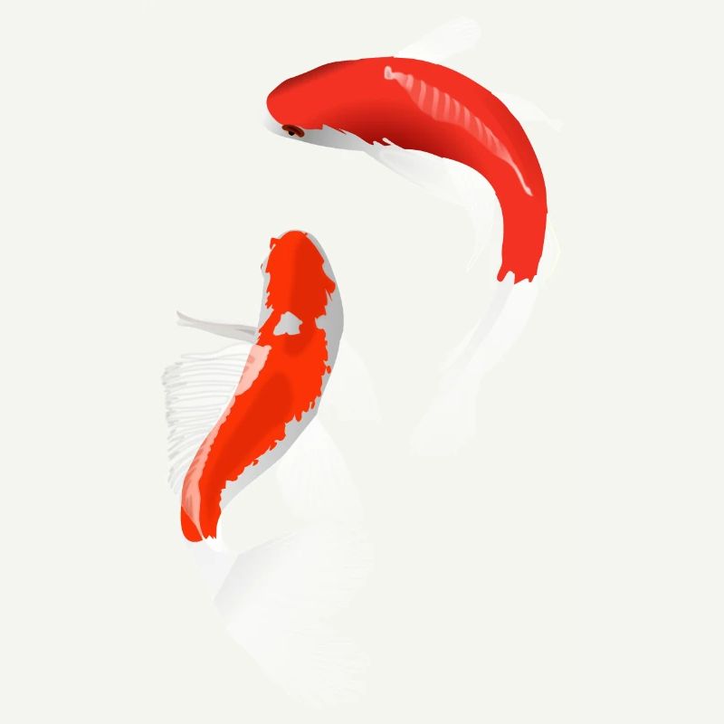 Koi