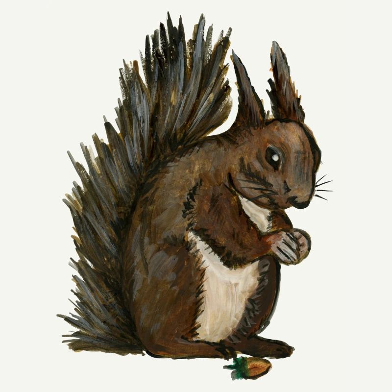 écureuil squirrel eichhörnchen esquilo noisette
