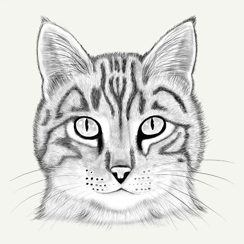 Tête de chat dessinée