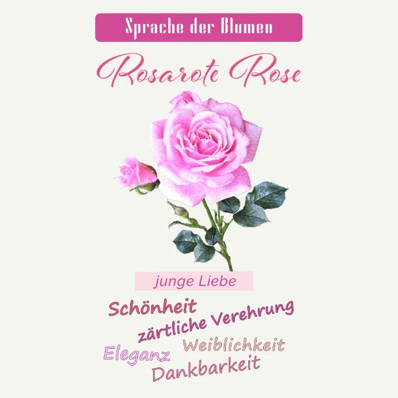 pink rose, flower language