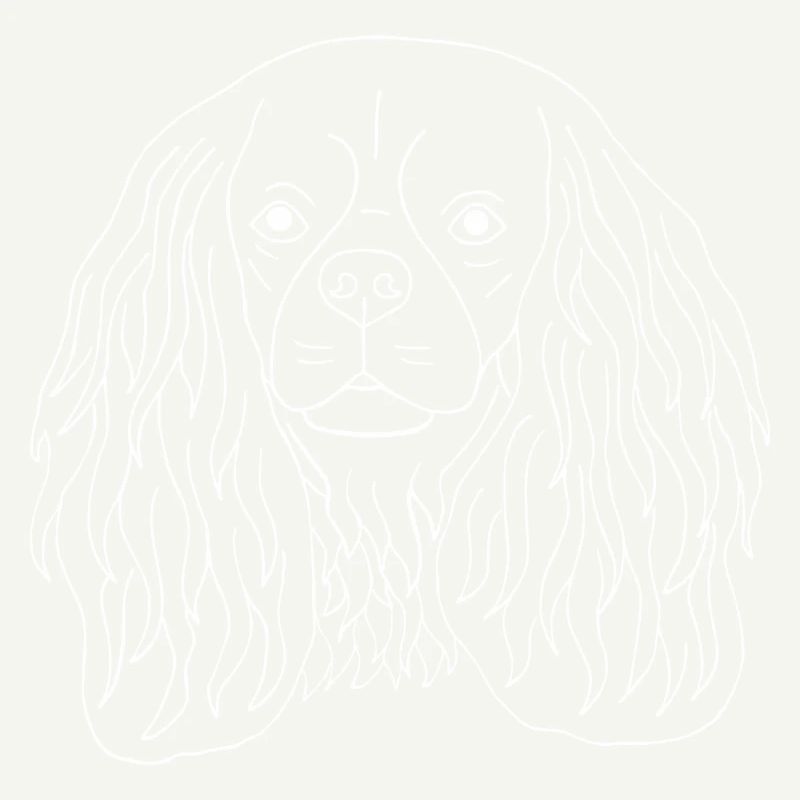 Cavalier King Charles Spaniel