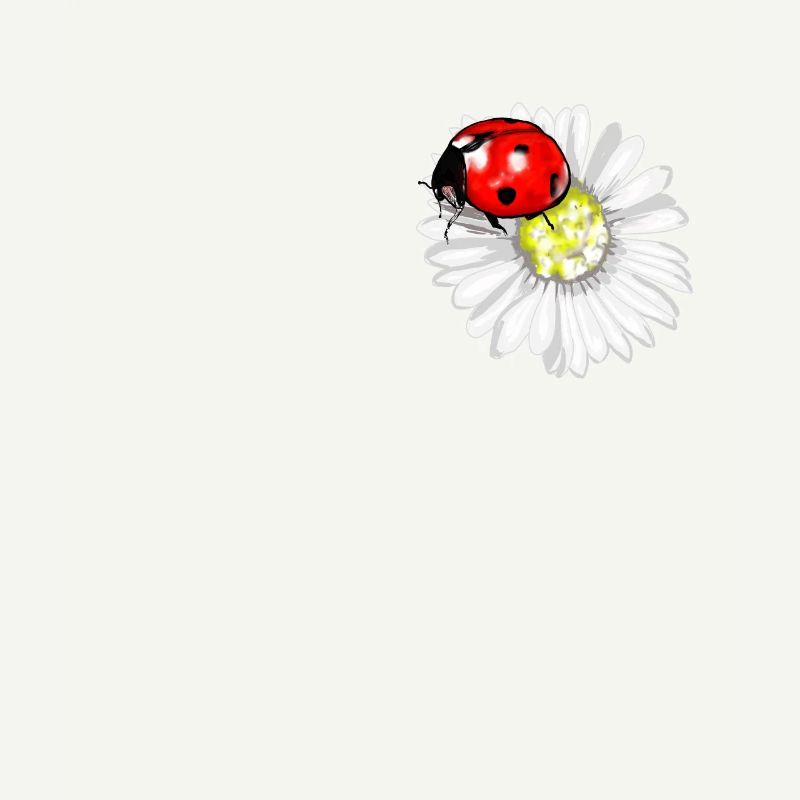 ladybug