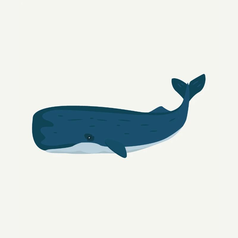 Physeter macrocephalus sperm whale whale gift