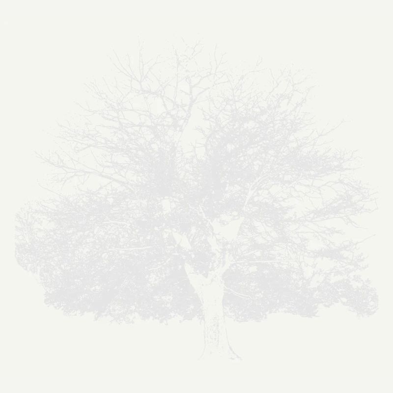 Winter tree white