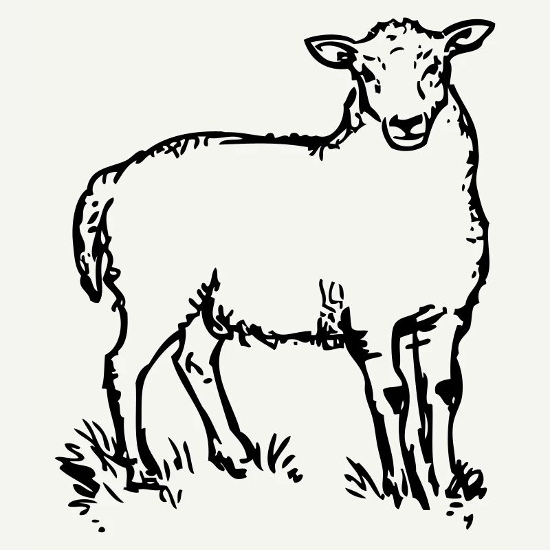 mouton