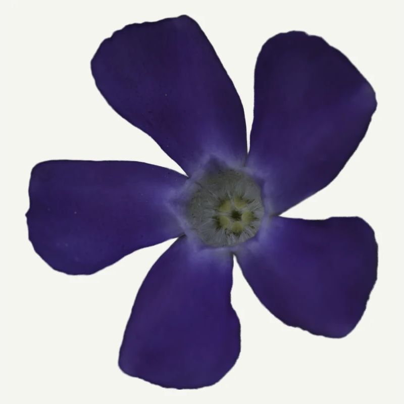 Fleur pourpre pervenche