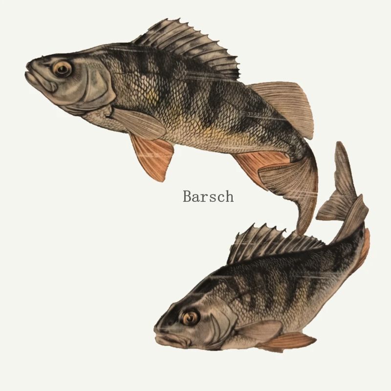 barsch