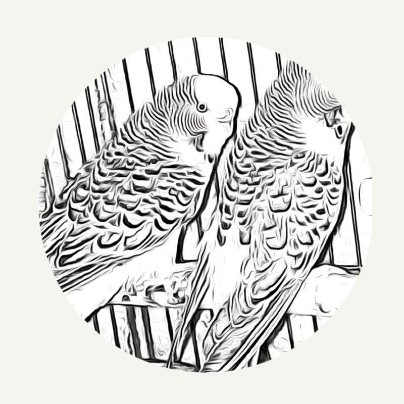 budgies