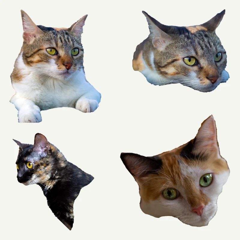 cat kitten