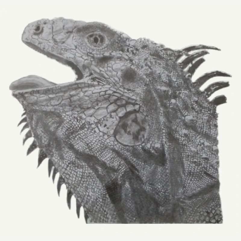 Bearded dragon