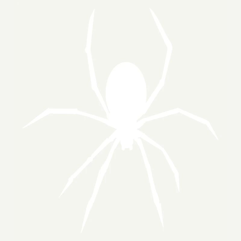 Spinne - Tier - Spider