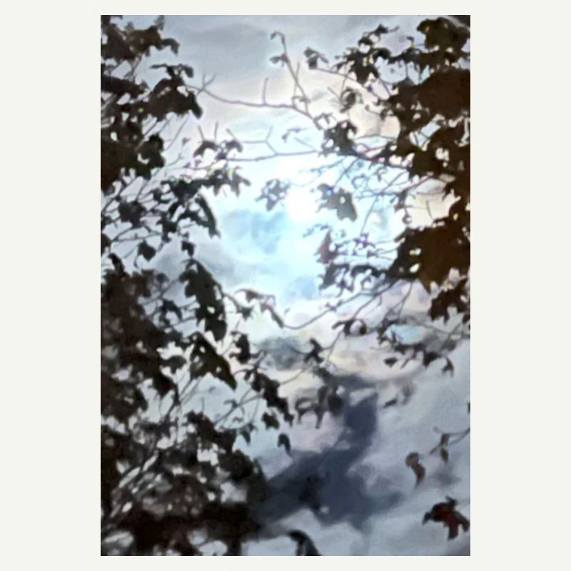 Äste vor Mondlicht