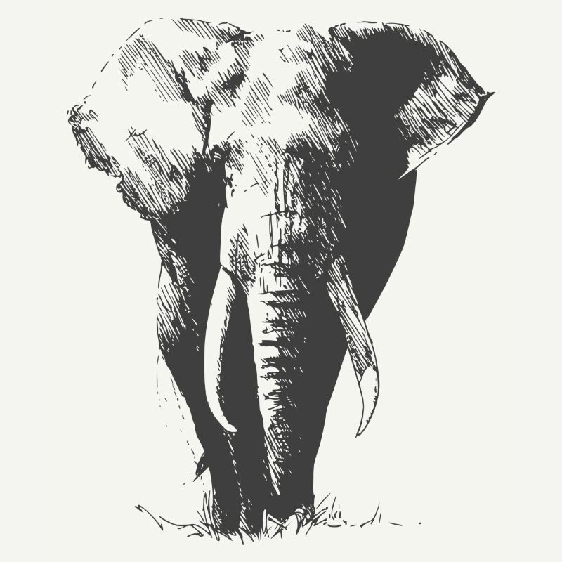 wunderschöner grosser Elefant schattiert