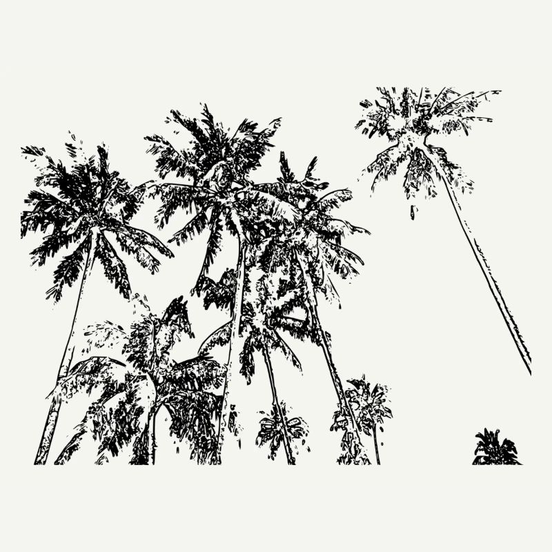 Palm trees