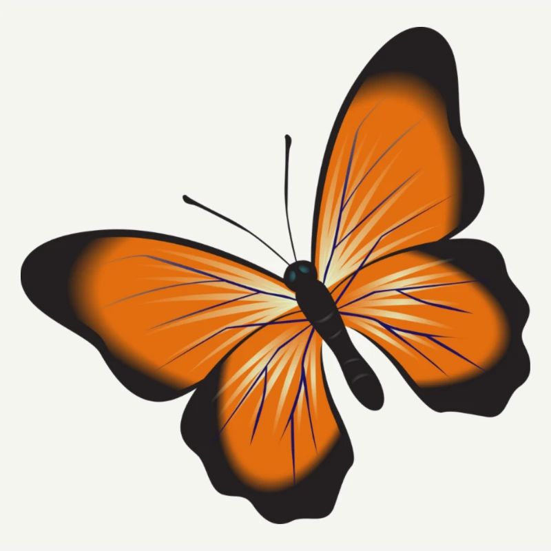 Papillon orange
