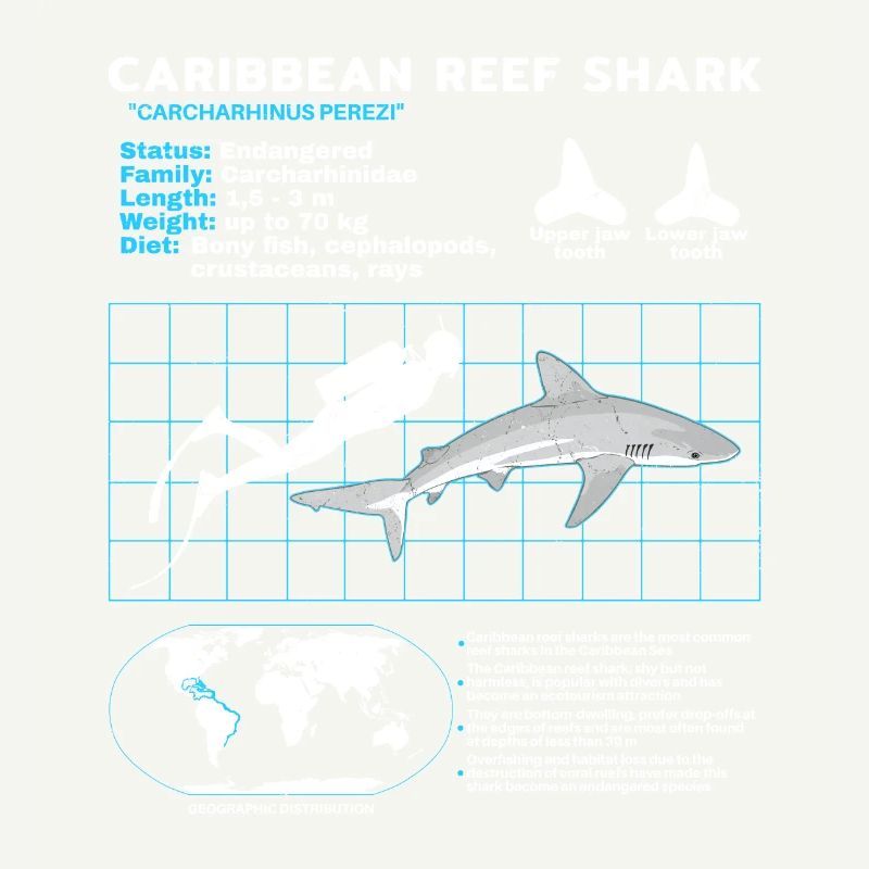 Fiche technique du requin de récif des Caraïbes