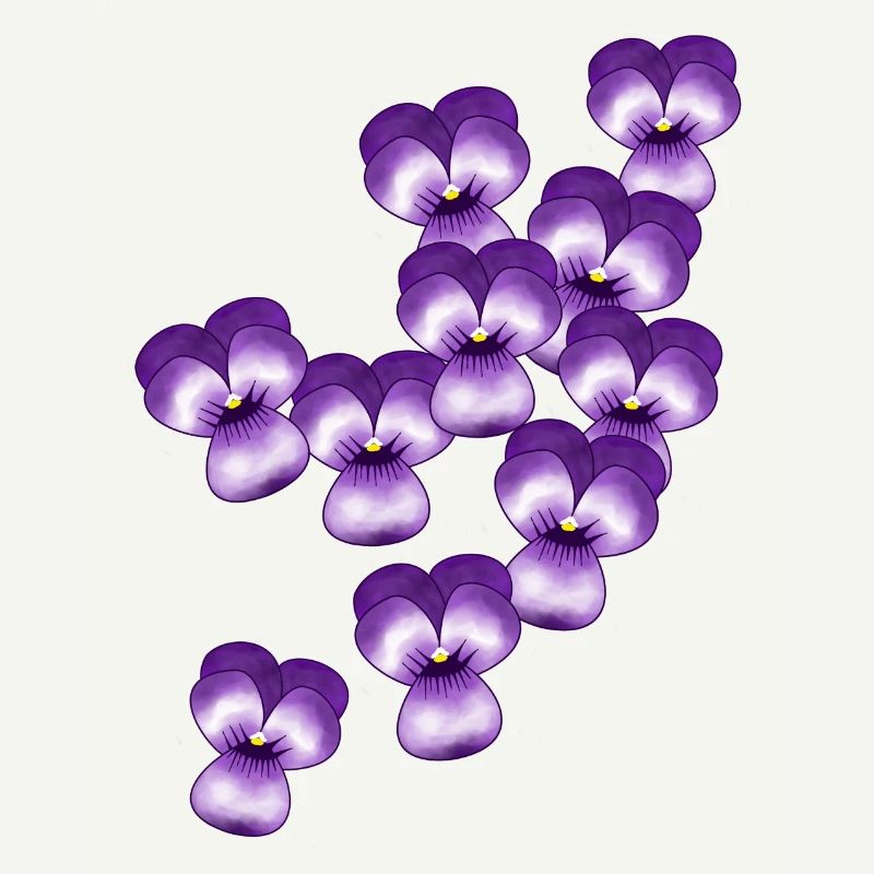 Pensée, fleurs