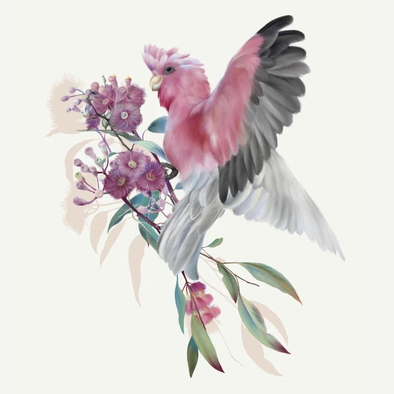 Galah auf der Eukalyptusblüte