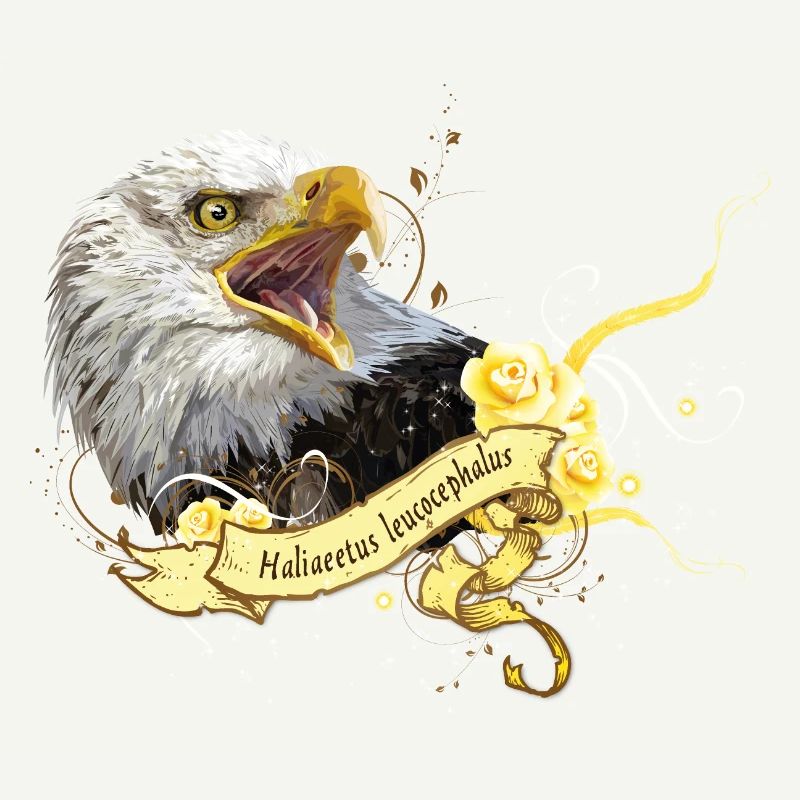 Aigle chauve