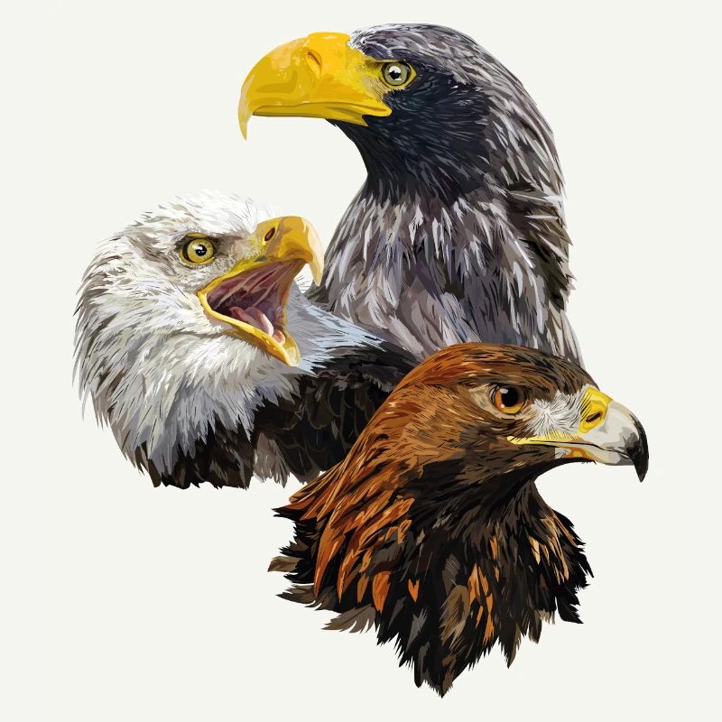 Oiseaux de proie