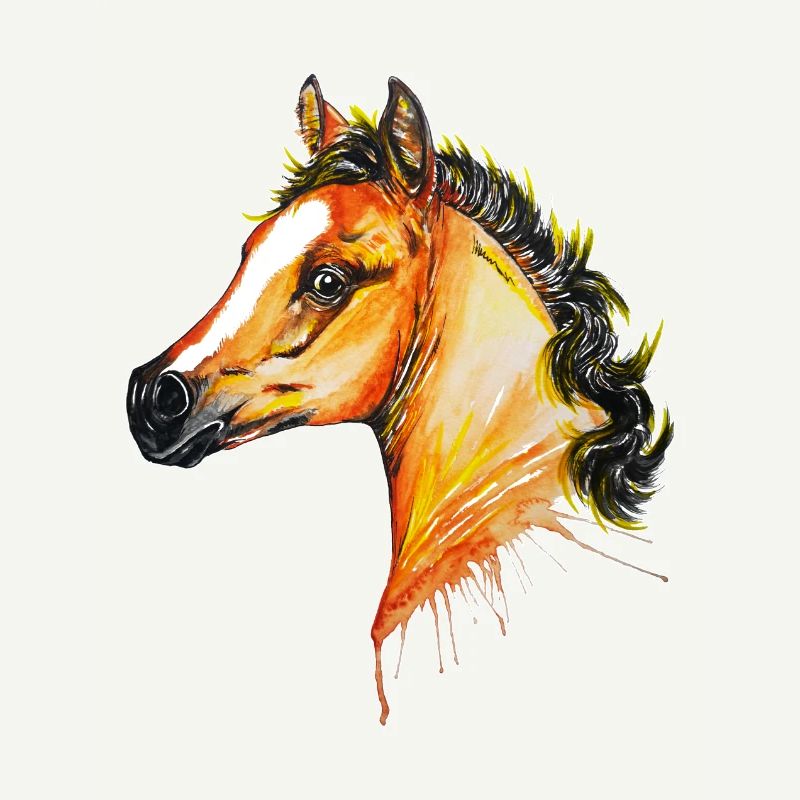 Pferd, arabisches Vollblutfohlen