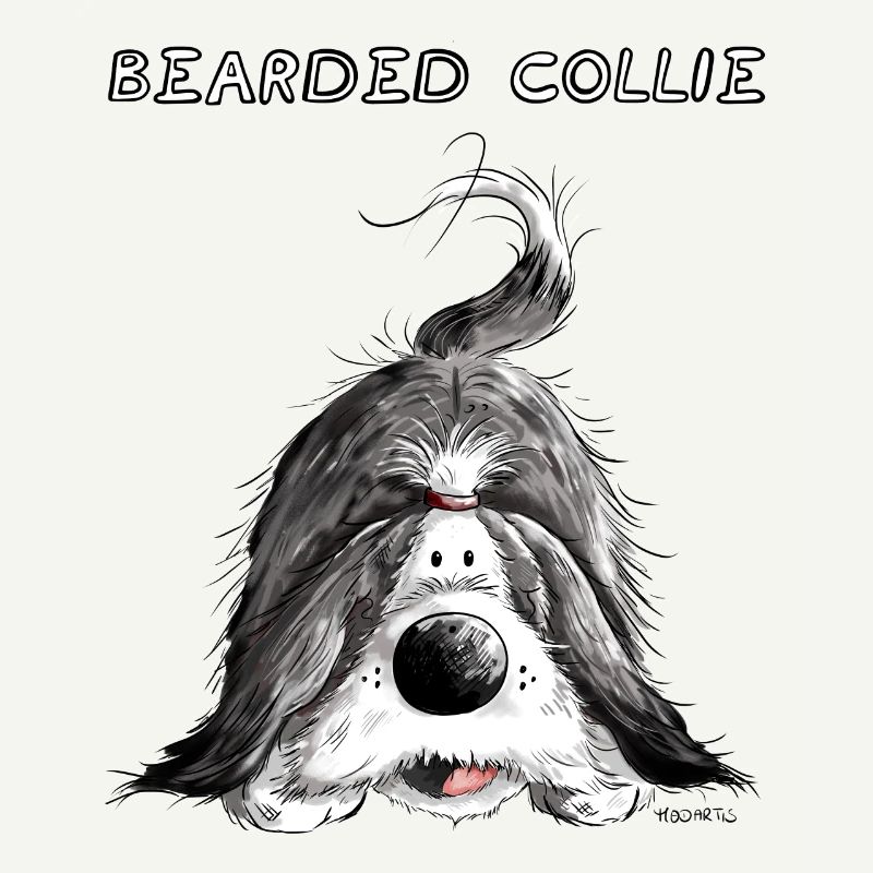 Verspielter Bearded Collie