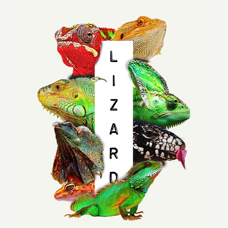 Reptile Keeper Lizard Owner