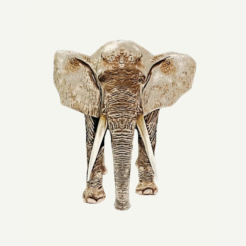 Éléphant de face