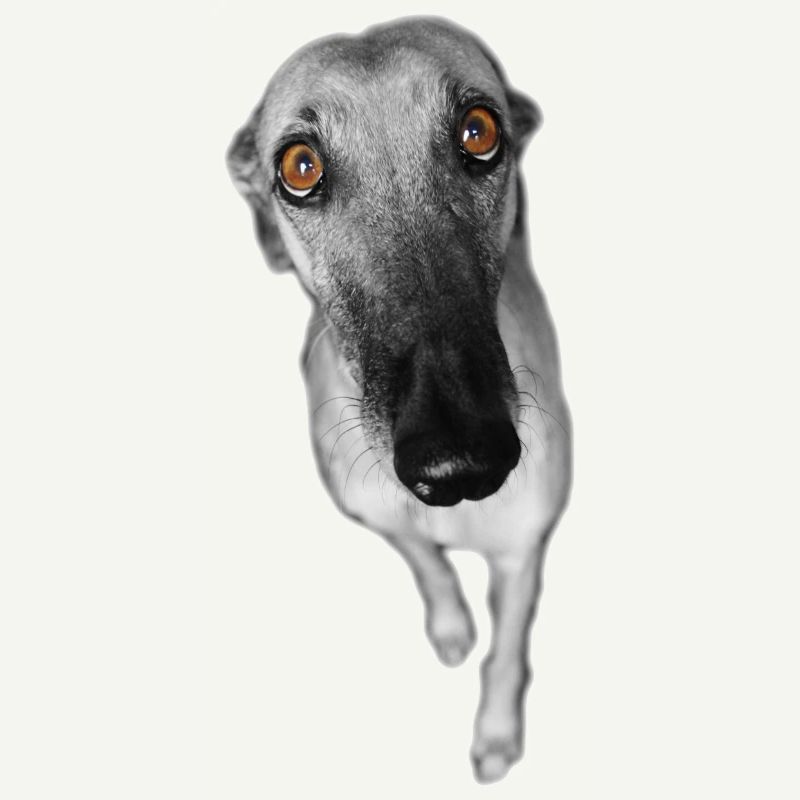 Greyhound