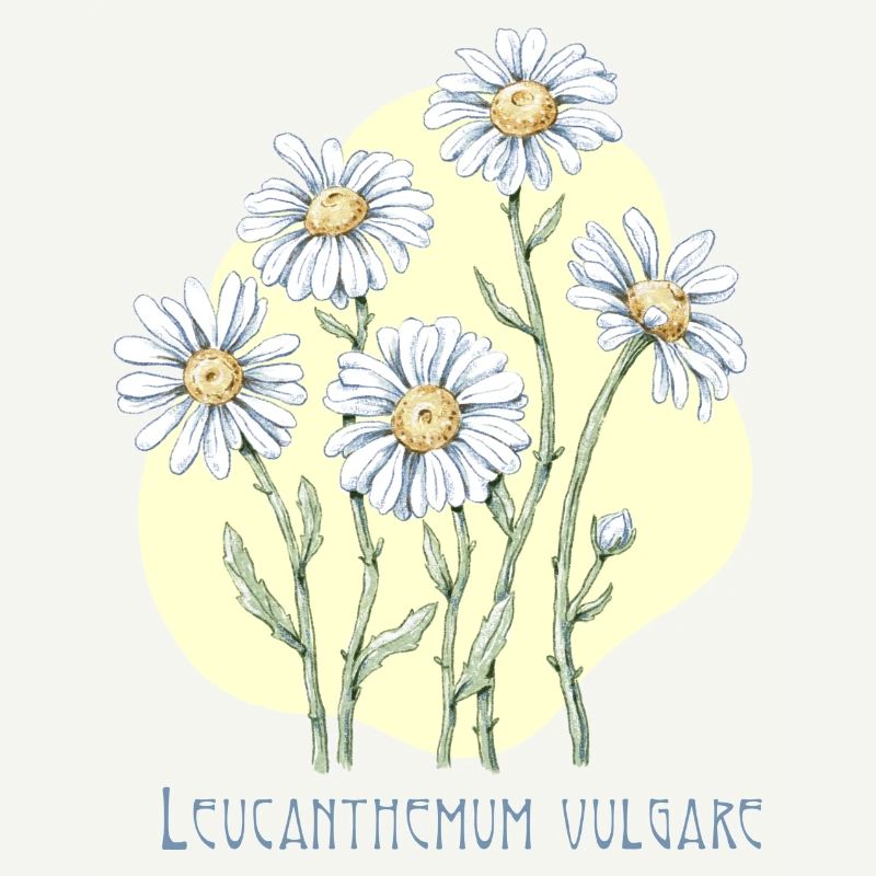 Jastrun proper botanical drawing