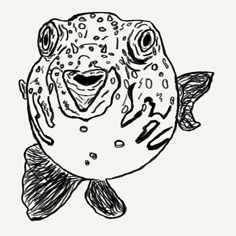 Kugelfisch schwarz