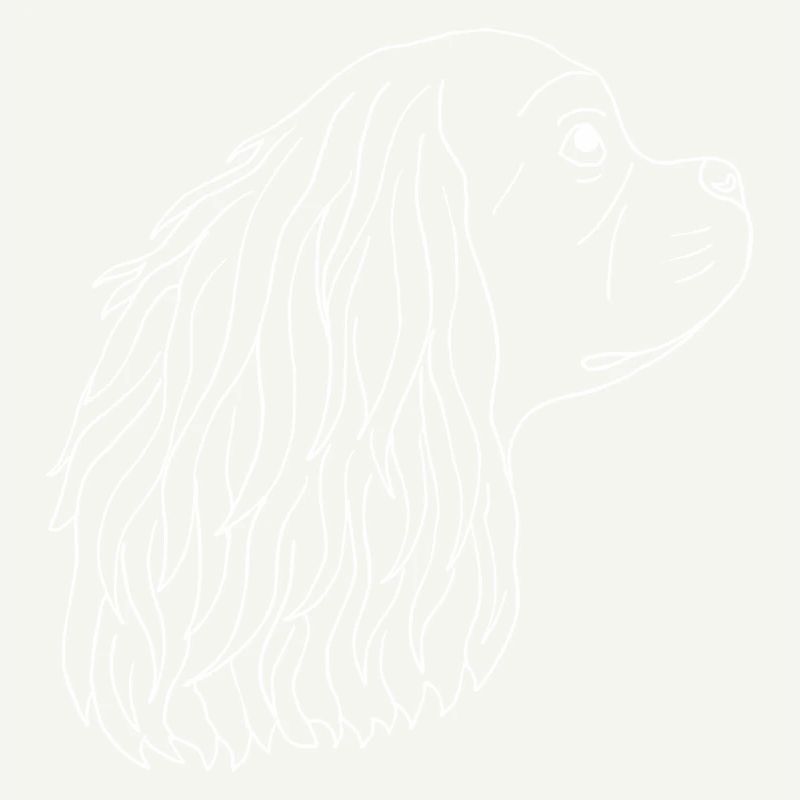 Cavalier King Charles Spaniel