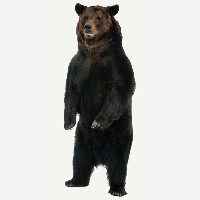 Ours debout