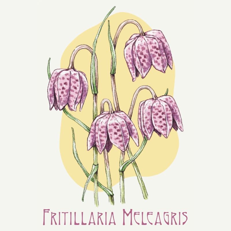 Cube checkerboard botanical drawing