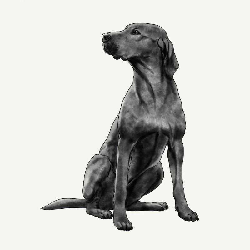 Sitting Rhodesian Ridgeback Dog