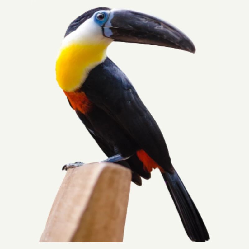 oiseaux long bec