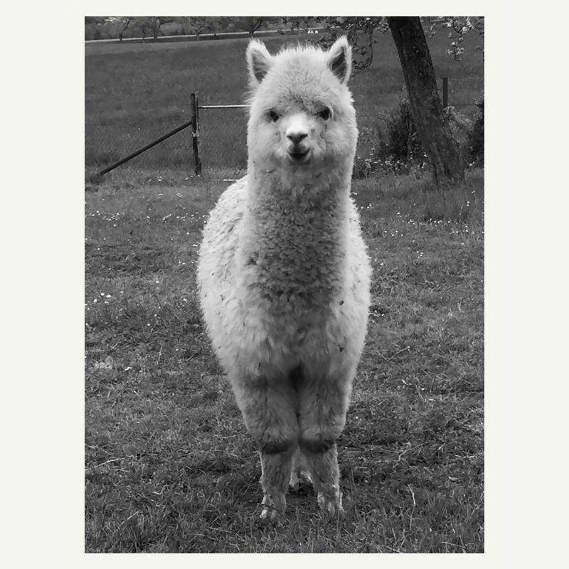 alpaca