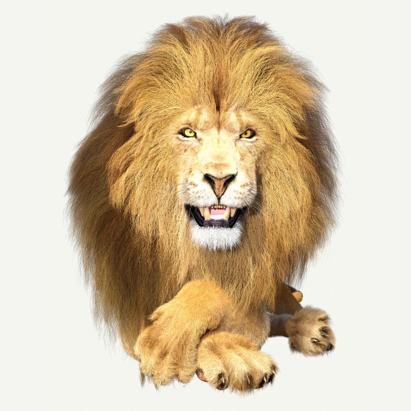 Lion couché, détendu