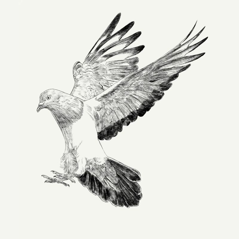 Flying Bird Pigeon