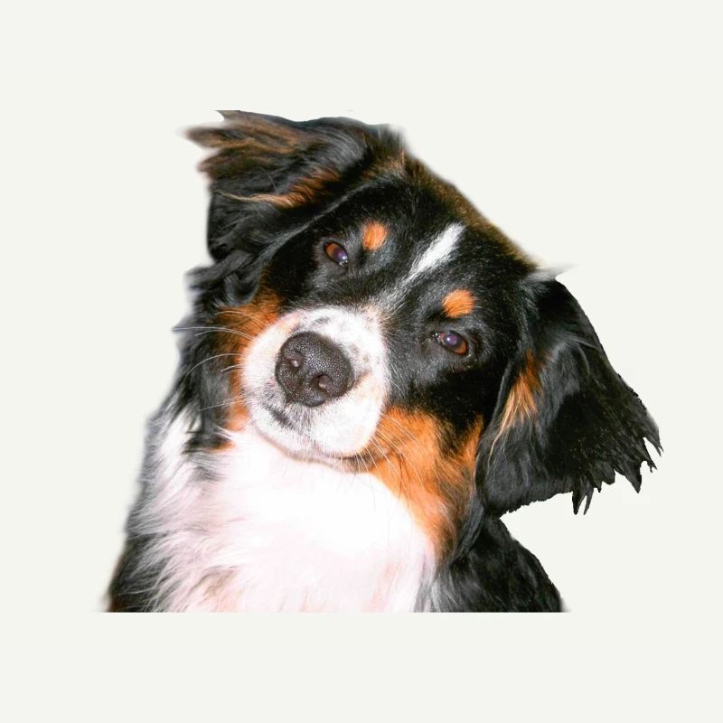Aussie Nanouk, head - photo