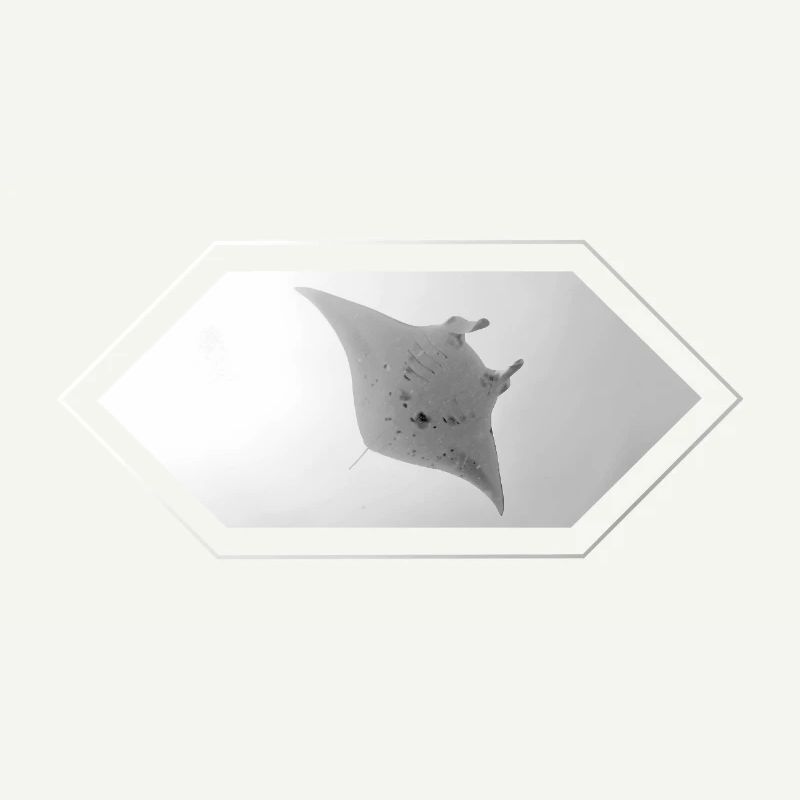 Manta