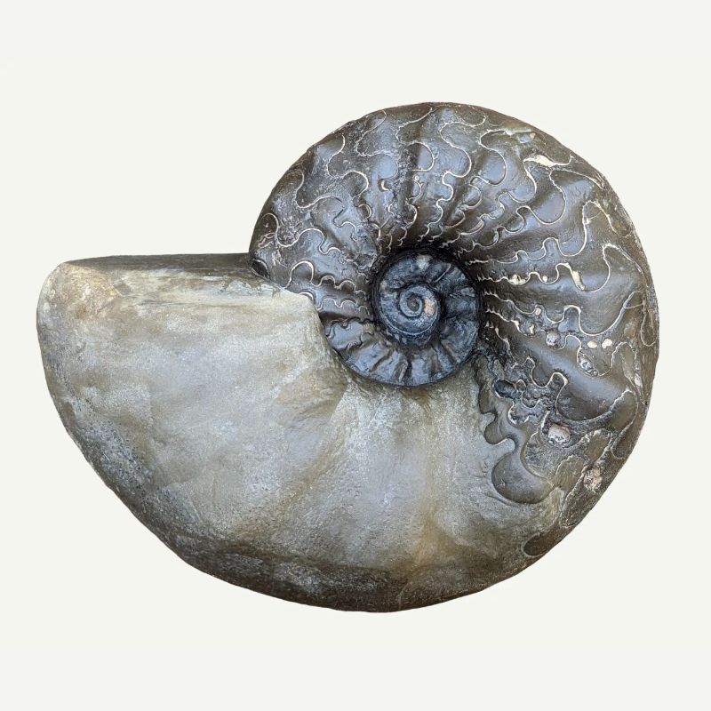 Ceratites