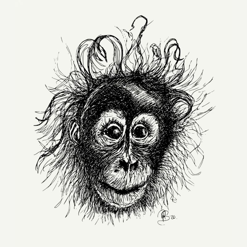 Orang-utan